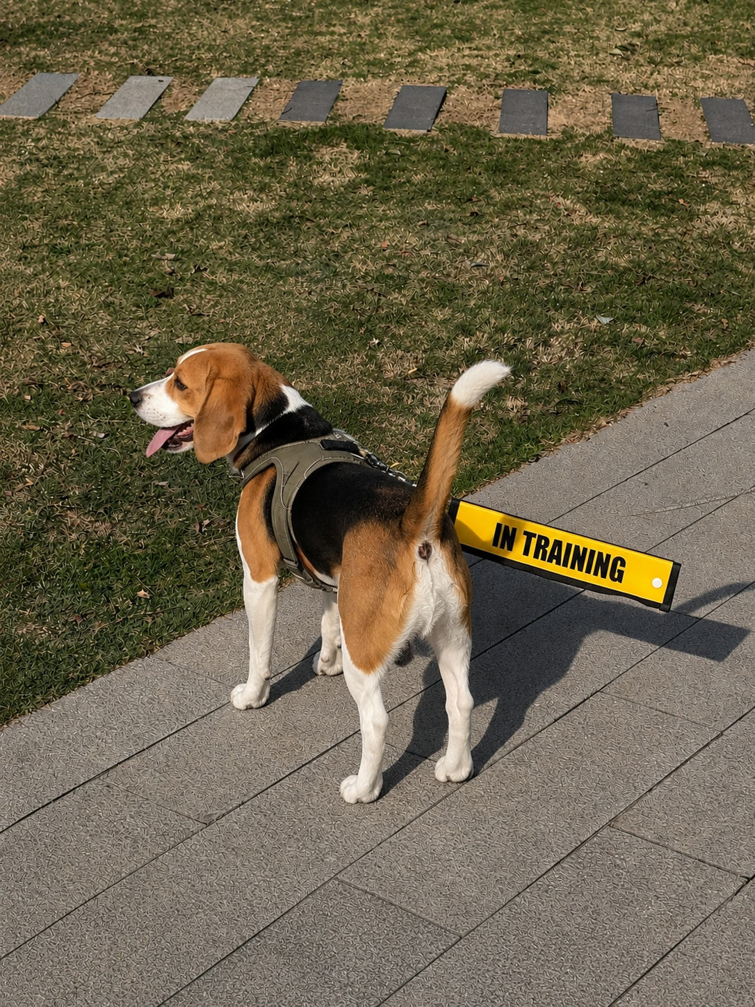 IN TRAINING Dog Leash Sleeve | Snap Button | 2 Colors